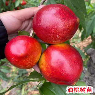 �������Ҙ�����������4̖��������Ҙ�����Ϸ������Nֲ������