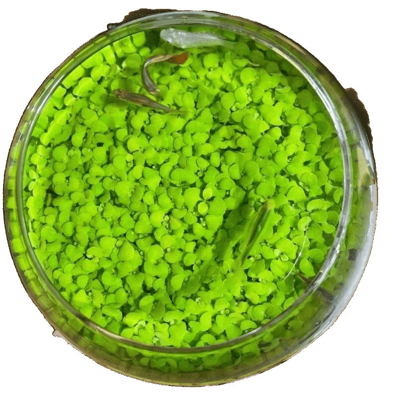 Aquatic plants, creative aquarium, bottle