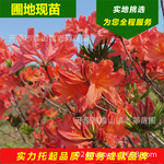东北辽宁供应 红枫杜鹃盆栽苗 耐寒新品种杜鹃花种子种苗量大从优