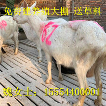 活體奶山羊懷孕母羊價格紅鹿奶山羊產奶12斤送貨到家