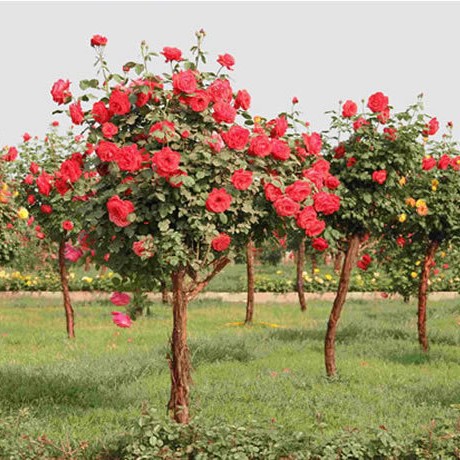 北京大花月季苗地被藤本月季高杆树状月季多花蔷薇盆栽月季多花