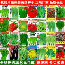 蔬菜种子四季播种阳台农家庭院盆栽生菜菠菜韭菜香菜草莓籽孑包邮