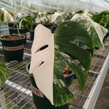 清仓尾货一盆白锦化龟背竹一叶一芽随机发(母叶会消耗不包售后)