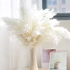 5 white reeds 5