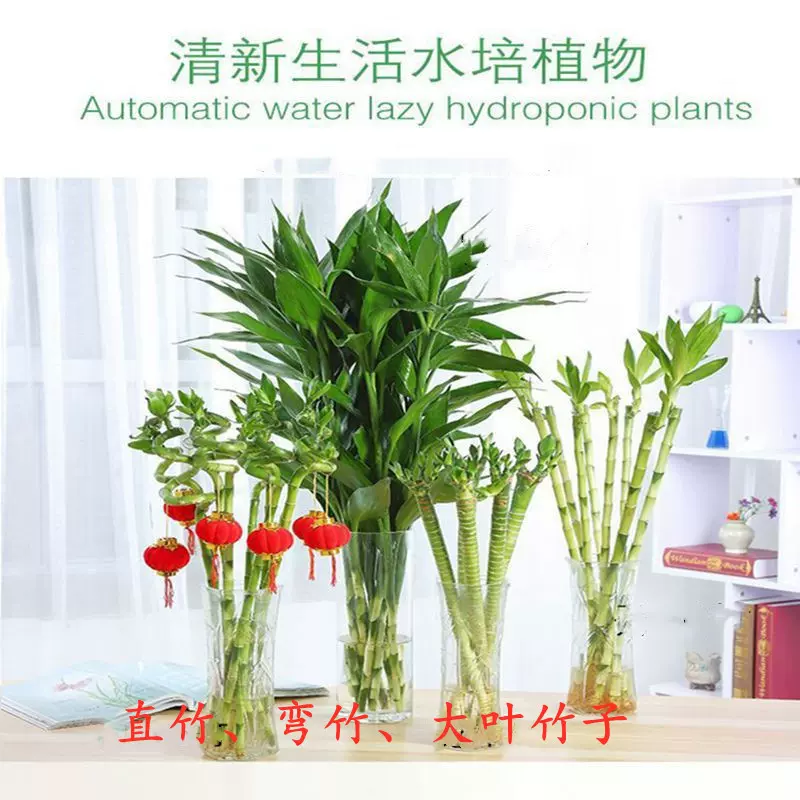 基地批发观音竹插花竹水培植物开运竹转运竹龙竹室内盆栽花卉绿植
