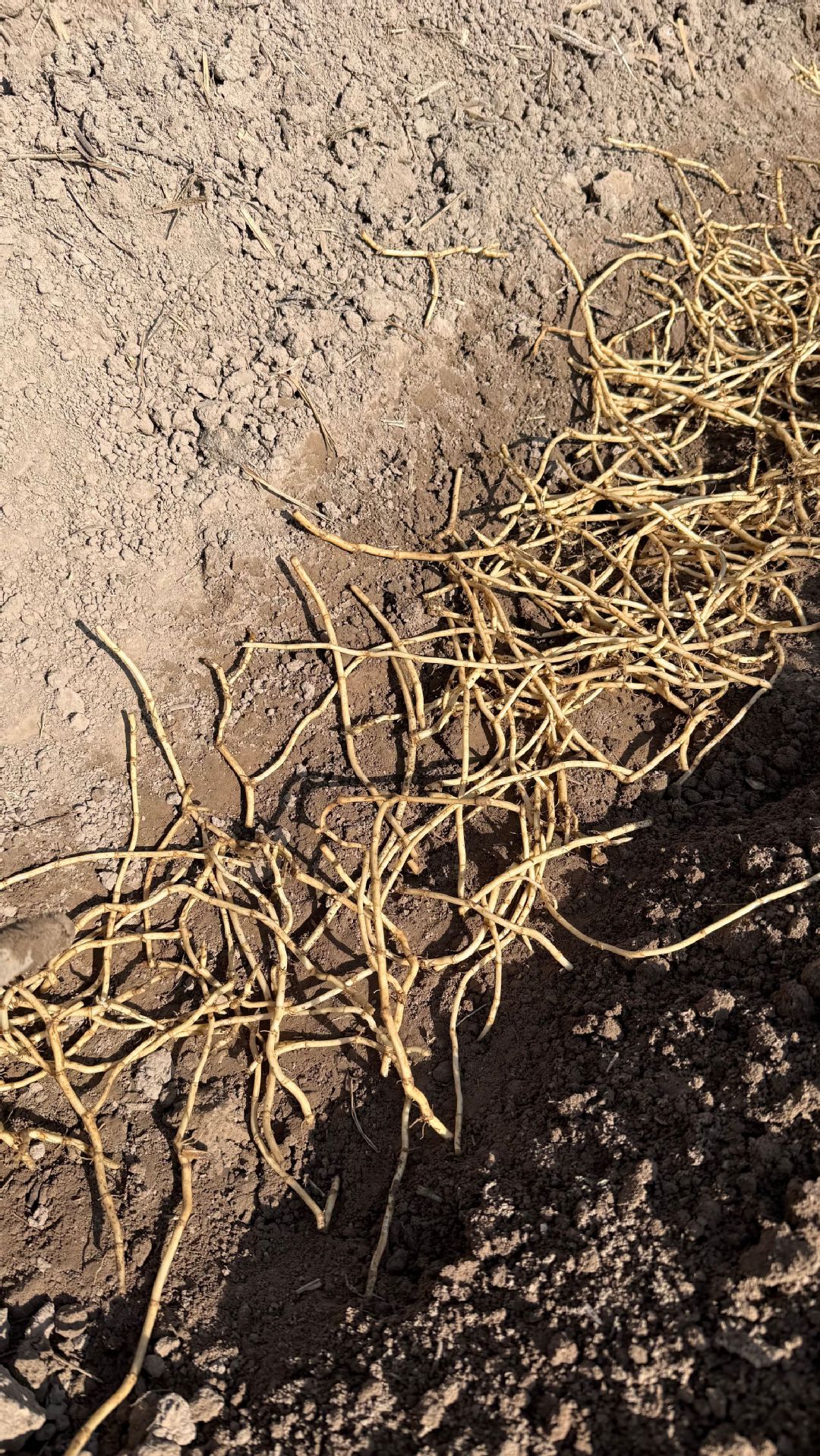 鱼腥草种植2 (18).jpg