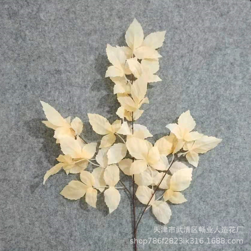 블루 버드 잎