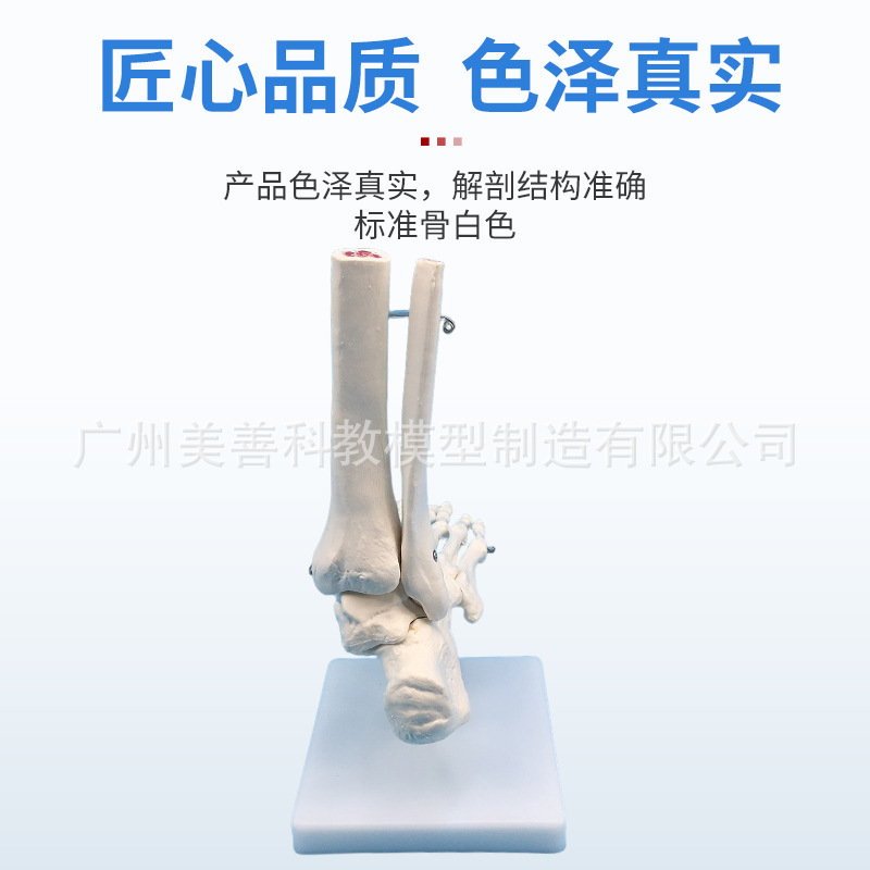 1:1足関節モデル足骨足関節自然大足骨足骨足骨解剖構造モデル
