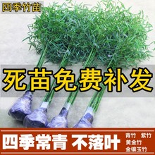 一件代发竹子苗 紫竹 青竹庭院小竹苗  北方耐寒树苗四季常青植物