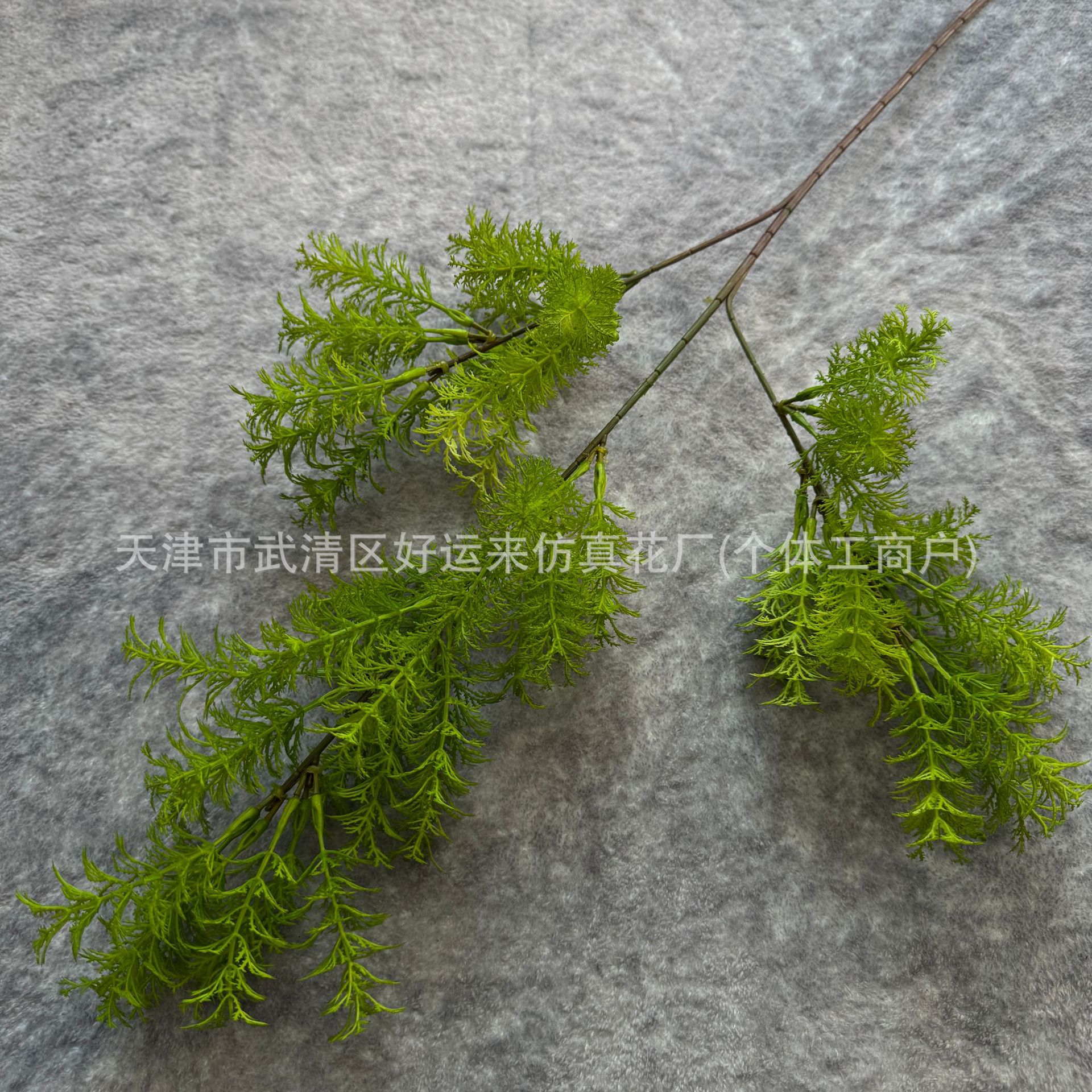 봉래소나무 연두색