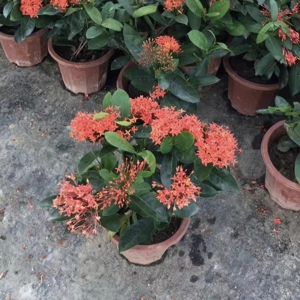 龙船花四季有花大叶小叶绿植盆栽杯苗道路工程绿化庭院楼顶种植