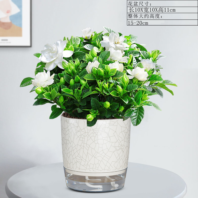 140#싹이 있는 치자나무(얼음이 갈라진 자흡식 화분) + 영양액