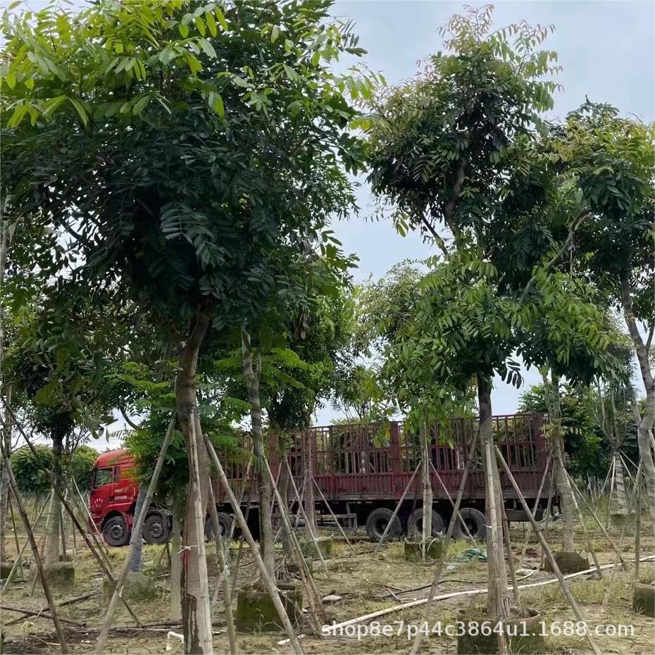 桃花心木小叶桃花心木古巴红木批发5-40厘米