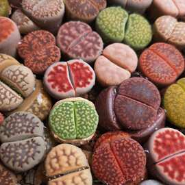 生石花整盆多肉植物组合盆栽带盆土屁股花PP花番杏科石生花屁屁花