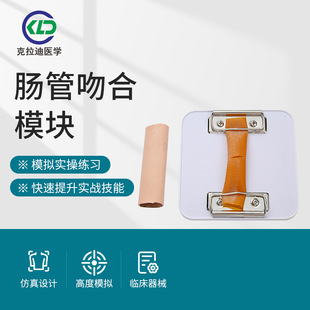 Human Intestinal Anastomosis Module Simulated Intraperitoneal Intestine Tube Medical Laparoscopic Practice Training Practice Model Wholesale
