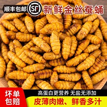 新鲜金丝蚕蛹鲜活冷冻生黄金小桑蚕蛹子商用茧蛹蝉蛹山东虫子美食
