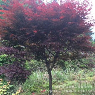 Red Maple Seedlings, Japanese Red Maple Saplings with Complete Specifications, Courtyard Planting, Clustered Red Maple Engineering Greening Seedlings
