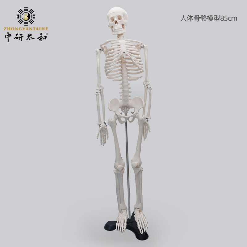 Chinese: Physiological skeleton, heart, human bone, 85cm