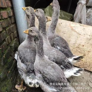 ���Z������S�F؛�Ȱl ��N���Z��a�����Z��������ļ�ĸ�Z�Bֳ