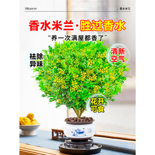 ˮmԎGֲֲﻨ҃ļ_Ϙ򻨘