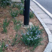 �������޸�ֲ�ﻨ��ݱ������R�m������ͥԺ�G�����a�ͺ��׻��