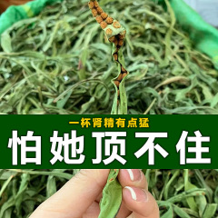 本物の野生の化石草腎精茶 新到着漢方薬 500g 本物の腎精草は腎臓を強化するために精を補充します
