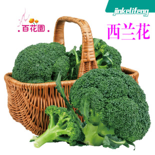 ���l���m���N��ԭ�S���b�G�˻��ˈ@�����Ҭ�˾Gɫ�˻��N��