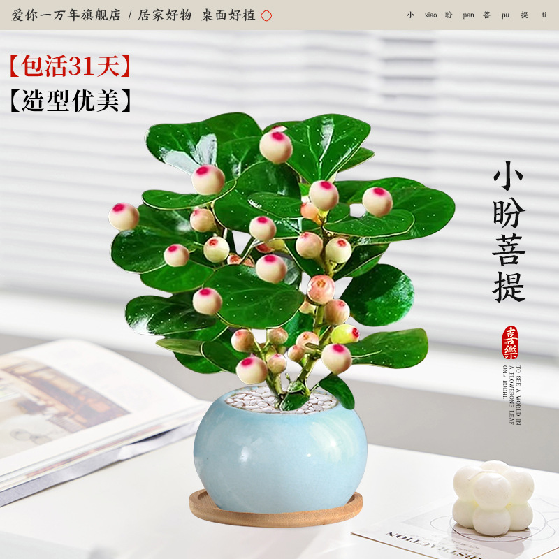 샤오판보디 + 얼음유약 연두색 화분 + 대나무 쟁반 (포장석 + 영양액 포함)