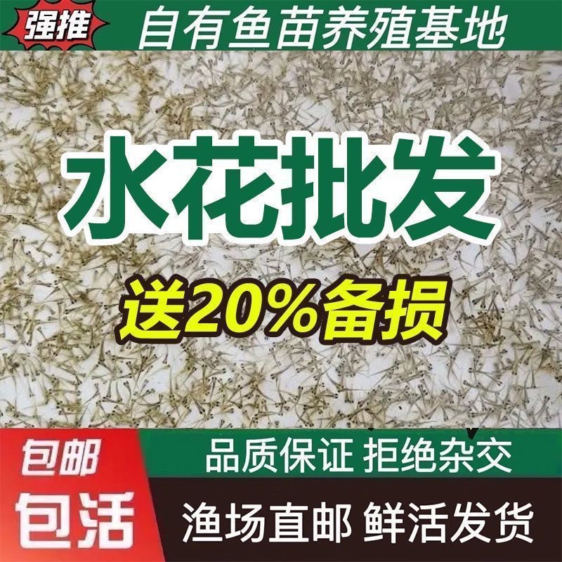 四川水花鱼苗鲫鱼草鱼桂鱼大头花鲢白鲢青鱼鲤鱼武昌鱼翘嘴鱼活体