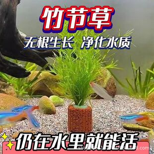 On Behalf of India Xiaozhu Festival Water Grass Negative Grass Landscaping Peacock Breeding Grass Centipede Grass Green Chrysanthemum Nine Crown Background Water Grass