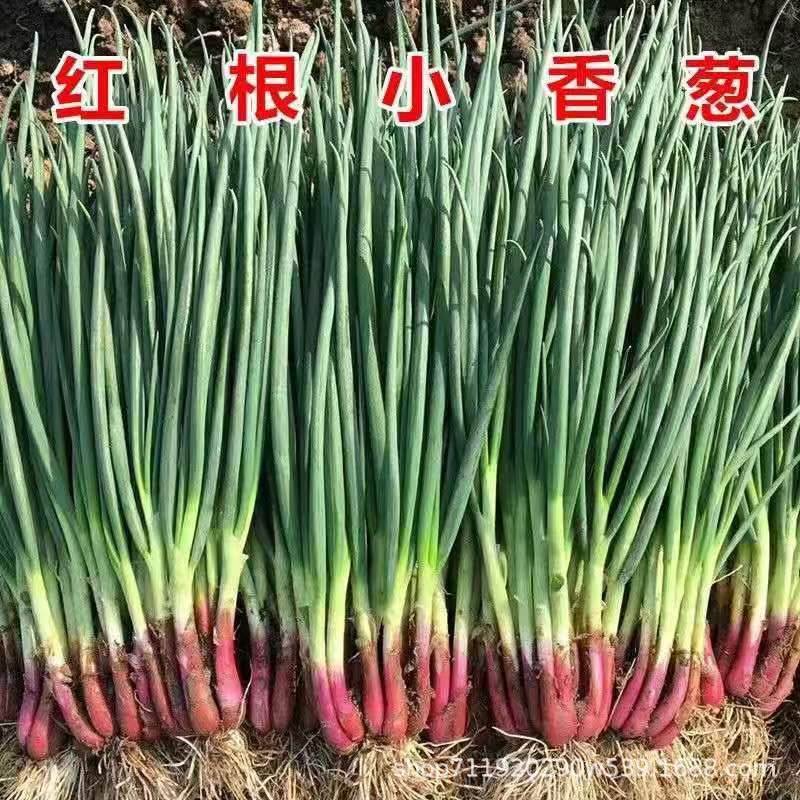 红根香葱种子红葱小葱种籽春季秋季四季阳台盆栽蔬菜孑盆栽葱种籽