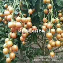 无核黄皮嫁接果树苗贵妃鸡心冰糖红肉盆栽地栽南北方种植当年结果