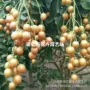 种植地栽盆栽无核果树苗