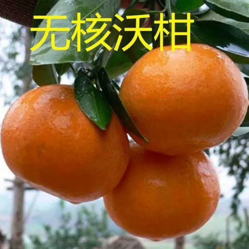 Подлинные саженцы цитрусовых во саженцы в Гуанси 091 Без косточек цитрусовых во Прививка фруктовых саженцев