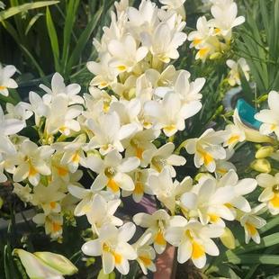 Native Freesia Seeds, Alyssum Bulbs, Fast-Blooming Fragrant Dwarf Fragrant Flowers, Perennial Bulbous Florals