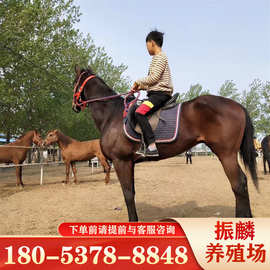 儿童骑乘马湖南马匹价格景区用温血马 半血马养马场