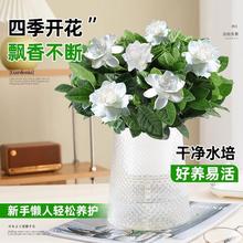 栀子花盆栽室内桌面绿植多肉办公室植物花卉好养水培四季开花净化