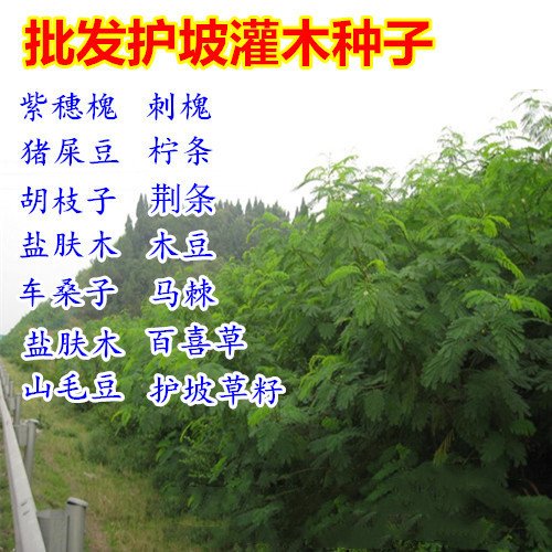 护坡灌木树喷播胡枝子紫穗槐小冠花车桑子刺槐银合欢爬山虎种子