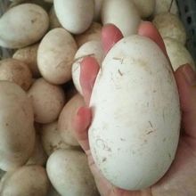 ���p�S�Z�����r�����r��ι�Bɢ�B���Z���ЋD�Ɠp���r���lһ����