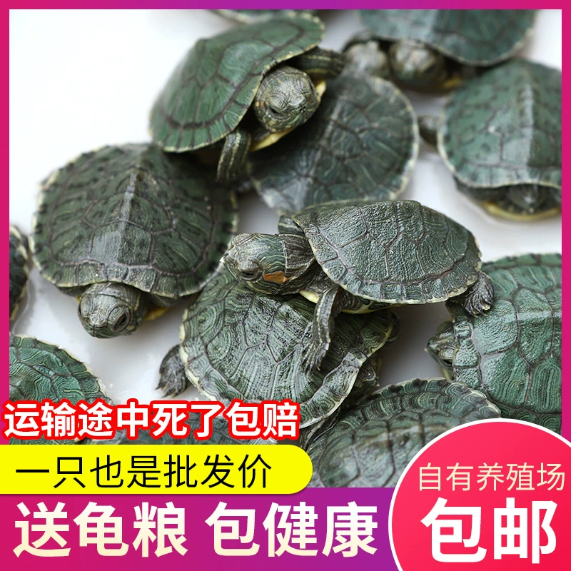 Маленькие саженцы черепах живые саженцы бразильских черепах домашнее животное маленькие Черепаховые фермы оптом саженцы живых черепах