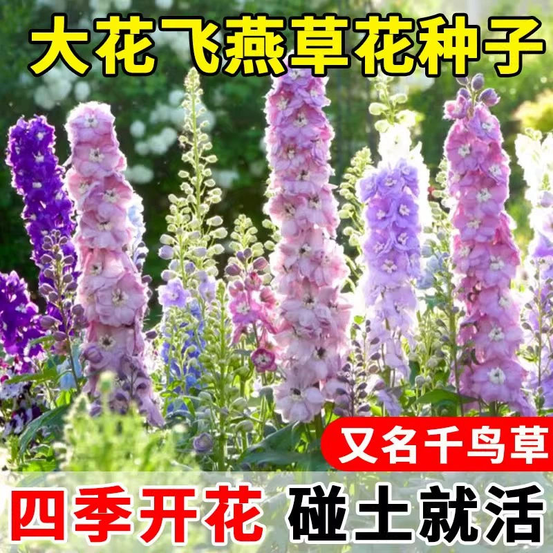 Семена цветов Дельфиниум посевные и цветущие в любое время года. Маленькие цветочные семена садовых цветов Дельфиниум в горшках.