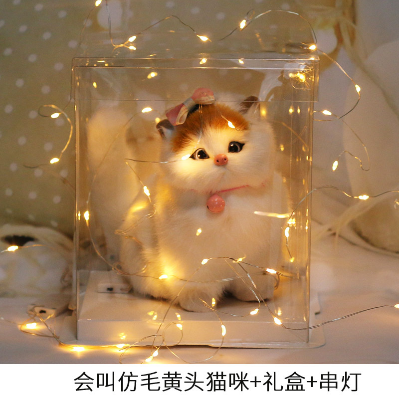 마오 같은 노란 머리 앵커 램프가있는 투명 선물 상자