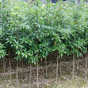 һ�����l��z�ľ����ϡ�����F��������С�~�E骴��ͥԺ�G���ļ�