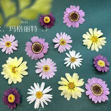 玛格丽特干花压花 干花diy材料押花批发相框台灯书签亚马逊跨境热