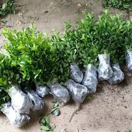 盆栽;乔木;灌木