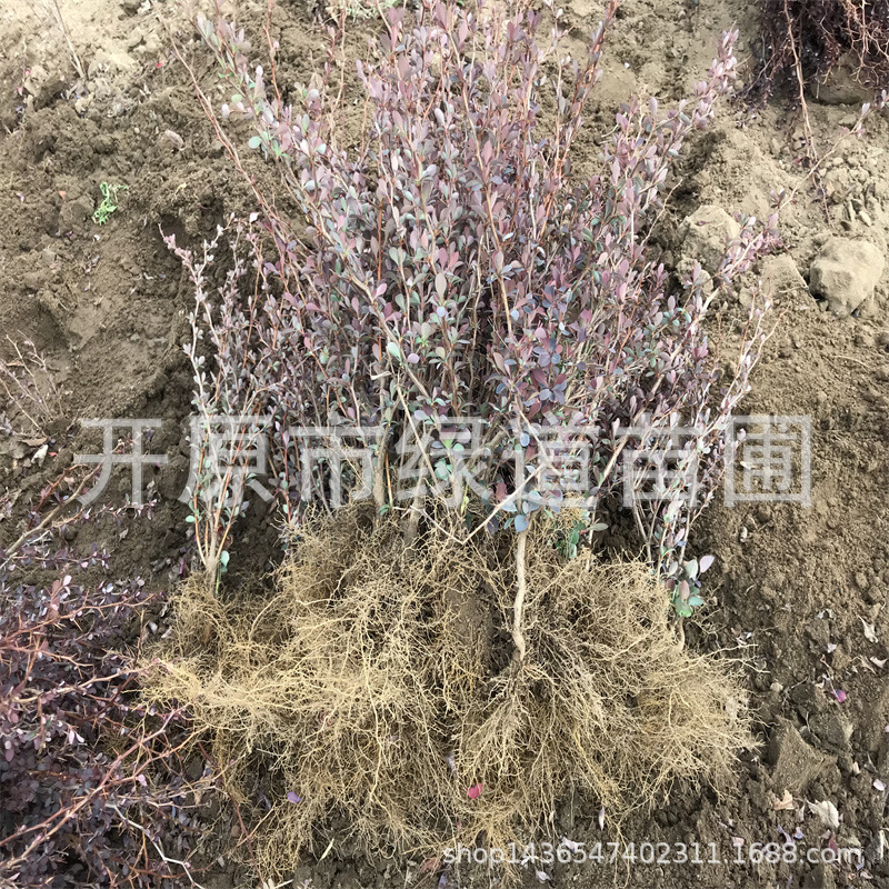 现货红叶小檗工程树苗紫叶小檗小苗丛生绿篱灌木东北紫叶小檗球