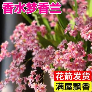 Oncidium Potted Plant with Buds, Perfume, Dream Fragrant Orchid, Hydroponic Green Plant, Indoor Balcony Orchid Flower, Easy to Grow in Autumn and Winter