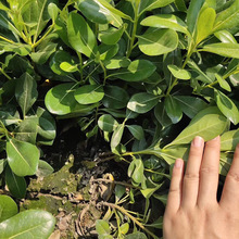 ���l��ͩ���ļ����๫�@�^�p�c�Y���׾G������Ҏ���Rȫ��ͩ��