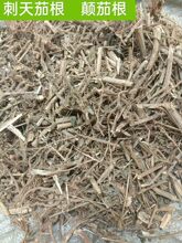 野山刺天茄苦天茄茎根黄果茄茎苦颠茄金纽扣两面针刺天茄果真货好