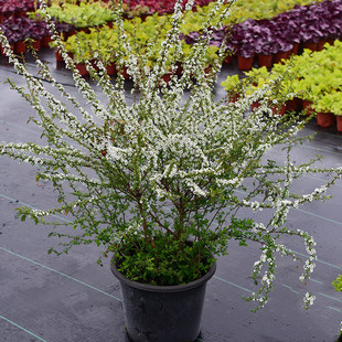 ѩ��ֲ�ѩ�������Ի��ܾGֲ����÷������ͥԺѩ�������ͺ��̨